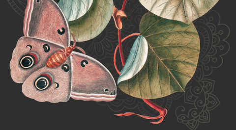 Anuja's Picks for Asian Heritage Month