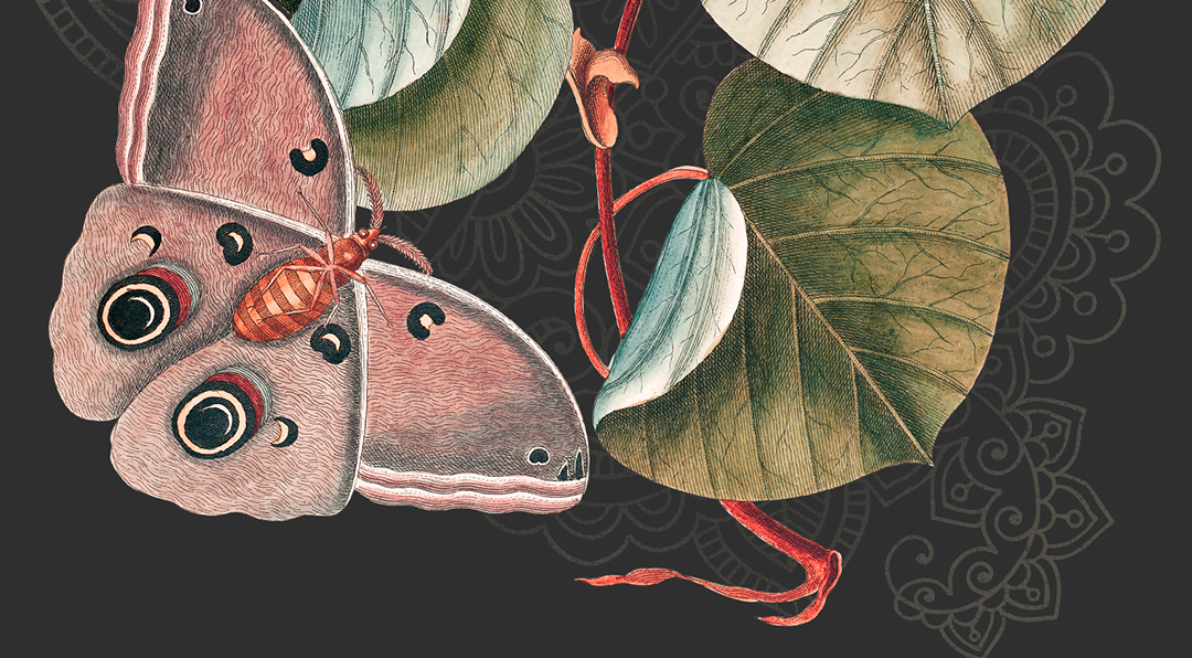 Anuja's Picks for Asian Heritage Month