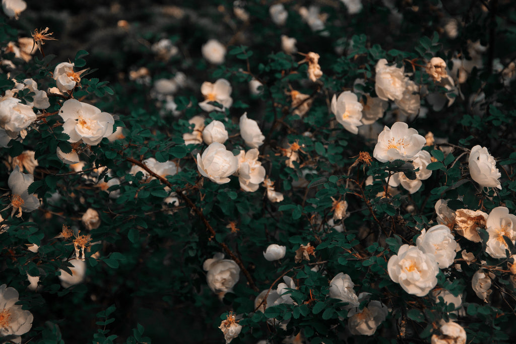 A Reflection on Motherhood: Monia Mazigh