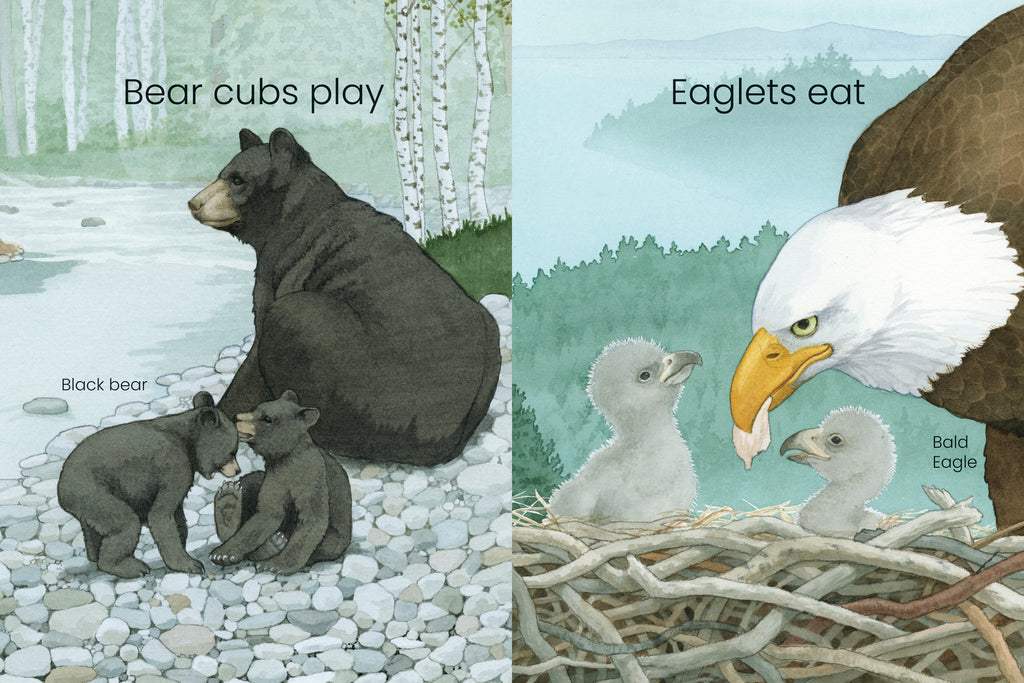  There are two illustrations. In the first, an adult black bear and two bear cubs sit on the rocky bank of the river. The adult looks out over the water while the two cubs nip at each other. Birch trees grow farther along the bank. Text: “Bear cubs play”. In the second, an adult bald eagle holds a piece of food in its beak, offering it to two fuzzy grey eaglets sitting in a nest of twigs. A forest of trees grows below, with water and mountains visible in the distance. Text: “Eagles eat” 