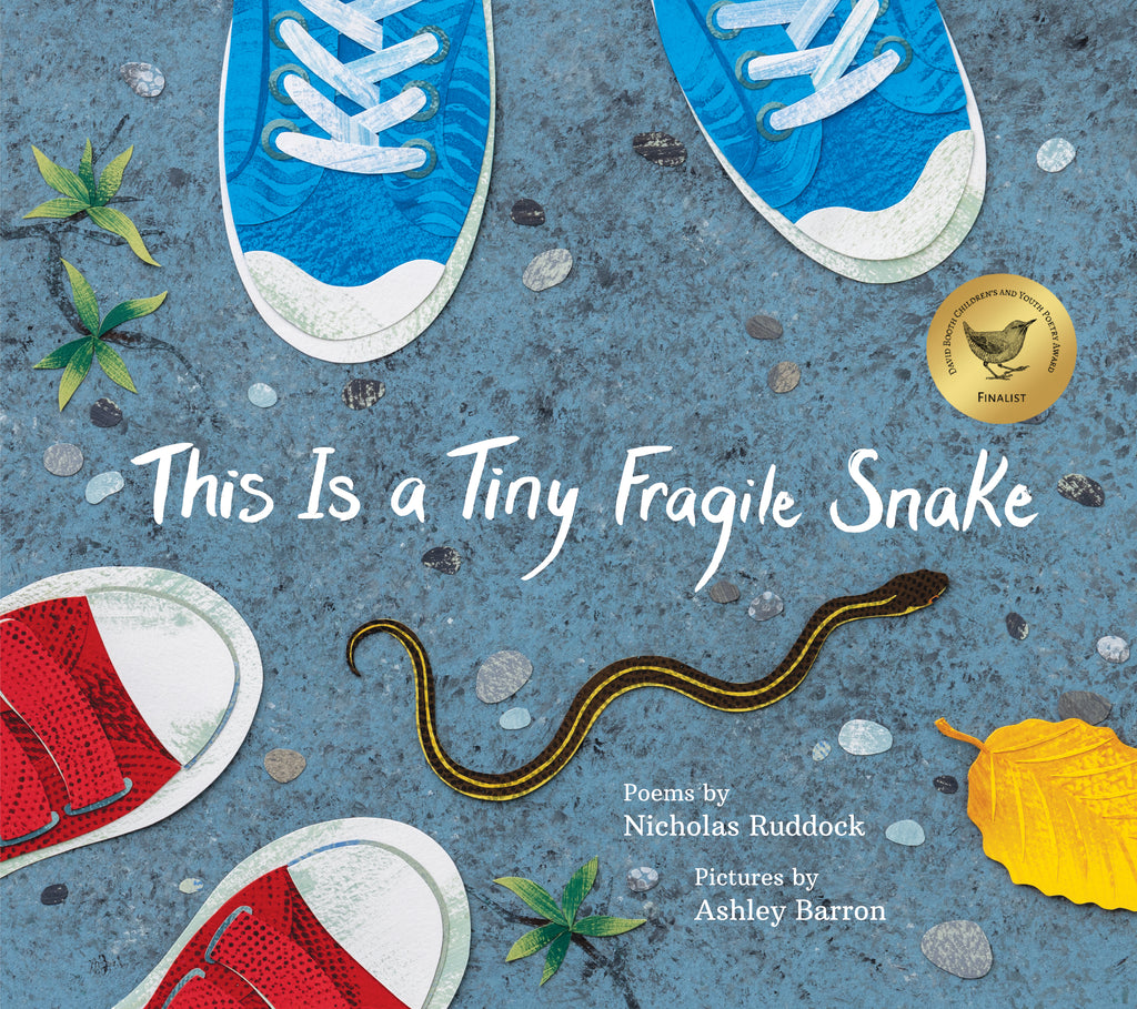  This Is a Tiny Fragile Snake. Poems by Nicholas Ruddock. Pictures by Ashley Barron. A small black and yellow snake slithers on pavement among pebbles, weeds and a yellow leaf. The toes of two pair of shoes — blue and red — bracket the snake to show two people looking down at the snake. 