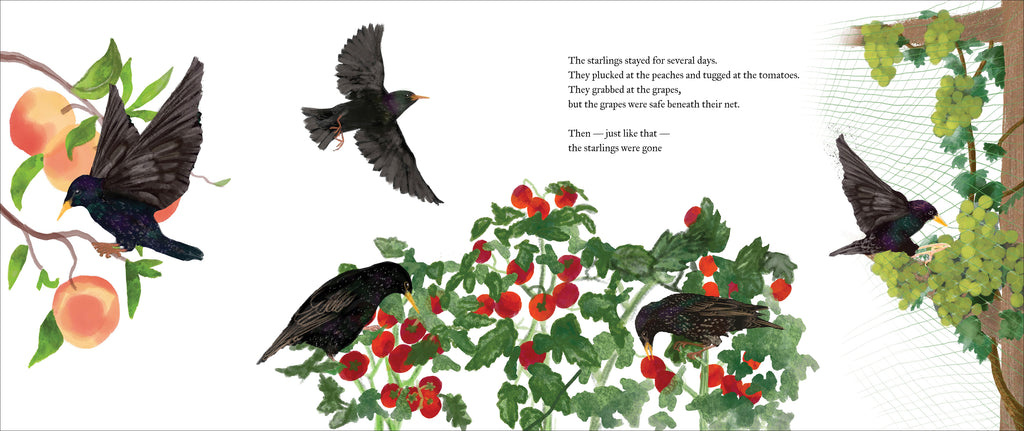  There are three illustrations on this page. One starling sits on the branch of a peach tree, plucking at peaches. A second starling has its wings spread out, flying above the illustration of two starlings tugging at a cluster of tomatoes on a tree. The starlings are all an iridescent green and purple, so dark they appear black. A starling is grabbing at clusters of green grapes on vines protected by green netting. Text states the starlings stayed for days plucking at the fruits then disappeared. 
