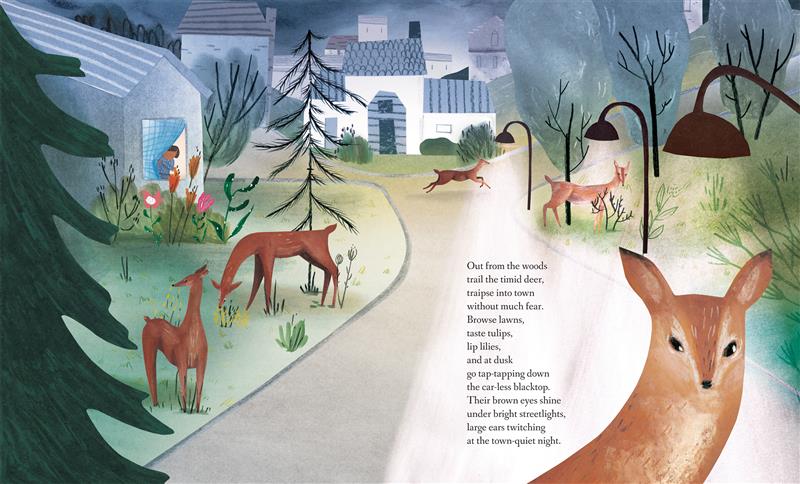  Five deer graze on neighborhood lawns while a child watches through a window inside a house. Text: Out from the woods trail the timid deer, traipse into town without much fear. Browse lawns, taste tulips, lip lilies, and at dusk go tap-tapping down the car-less blacktop. Their brown eyes shine under bright streetlights, large ears twitching at the town-quiet night. 