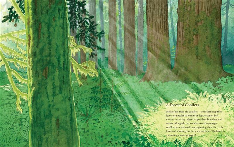  Sunbeams filter through tall trees onto the ferns and shrubs covering the forest floor. Green lichens and moss cover the towering trunks. The text explains that most of the trees growing in the Pacific west coast rainforest are conifers Ñ a mix of ancient trees and younger seedlings in shades of green. 