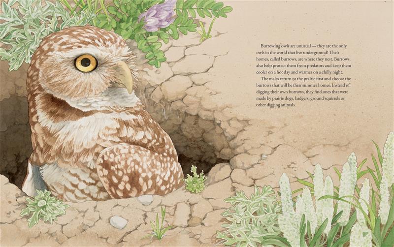 The Burrowing Owls of the Prairie Grasslands 