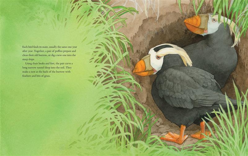  We see a close-up of long green grass. Beside the long grass, two puffins nestle in a small hole in the earth. The puffins look to their right. In the hole, small roots dangle from the top, grazing one puffin’s head. Text states Puffins mate and prepare their burrow by cleaning their old one or using their beaks and feet to carve a long tunnel in the soil to be their new one. They make a nest at the back with their feathers and bits of grass. 