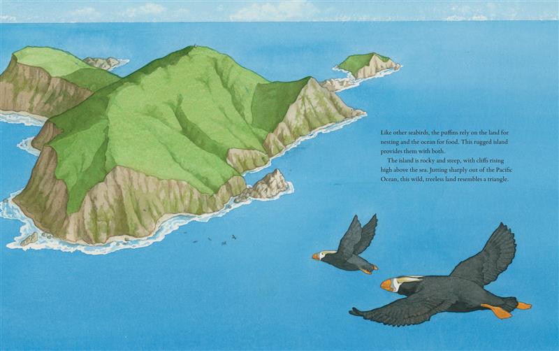  A triangle-shaped island is pictured from a bird’s eye view. Steep rocky cliffs are on all sides of the island. The top of the island is a lush green and the shore is dotted with large rocks. Waves lap along the shoreline, but the surrounding ocean is calm. Two puffins soar high above the island and five are far below. One has its wings spread wide and the other has its wings drawn up mid-flap. Text describes the island as a rocky and steep and says puffins rely on land for nesting and ocean for food. 