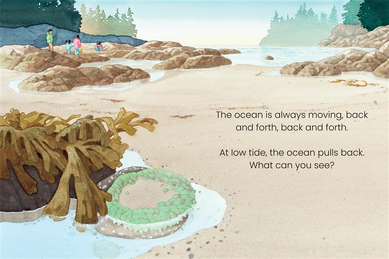  West Coast Wild Seashore Hide and Seek 