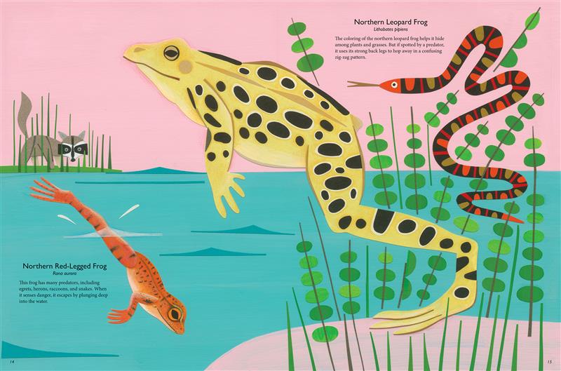  A racoon stands watches from behind tall grass on the shore. An orange Northern red-legged frog dives into a body of water, while a yellow Northern leopard frog with black spots leaps upwards, pushing off a pink shore. A red and green striped snake twines around some of the plants. Text lists the scientific names of the frogs. It lists the Red-Legged Frog’s predators. It escapes by plunging deep into the water. The Leopard Frog’s coloring helps it hide and it hops in a zig zag pattern when spotted. 