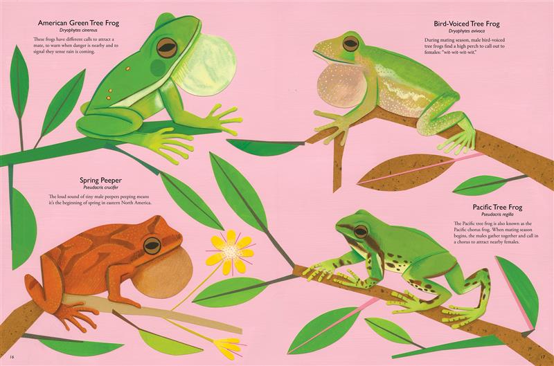  Frogs sit in the ends of different tree branches. An American green tree frog, with its throat expanded. A dark orange spring peeper with brown markings and its throat expanded sits on the end of a tree branch that holds two small yellow flowers. A green bird-voiced tree frog with small white spots covering its underbelly and legs, sits with its throat expanded. A green Pacific tree frog with dark brown spots and stripes on its underbelly and legs. Text states the scientific names and sounds of each frog. 