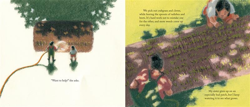  Image 1:  A boy and his sister stand next to a bed of plants, shaded by a tree. The boy watches his sister hose the plants. They have medium skin tone and black hair. Text: “Want to help?” she asks. Image 2: The boy and his sister bend over the plants. Text: We pick out crabgrass and clover, while leaving the sprouts of cabbage and beets. It’s hard work not to mistake one for the other, and more weeds come up every day. My sister gives up on an especially bad patch, but I keep watering it to see what grows. 