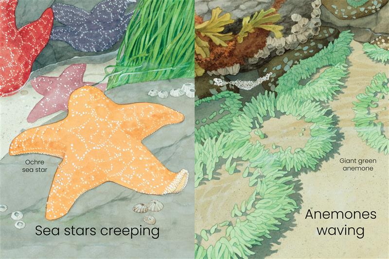  West Coast Wild Seashore Hide and Seek 