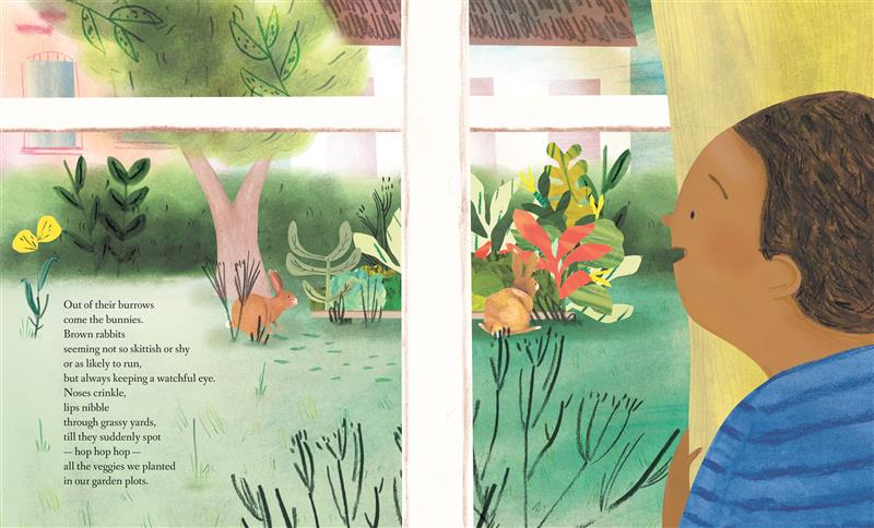 From the perspective of inside the house, we see rabbits nibble on plants in a small garden. A child with medium skin tone peers around a curtain to watch.Text: Out of their burrows come the bunnies. Brown rabbits seeming not so skittish or shy or as likely to run, but always keeping a watchful eye. Noses crinkle, lips nibble through grassy yards, till they suddenly spot — hop hop hop — all the veggies we planted in our garden plots. 