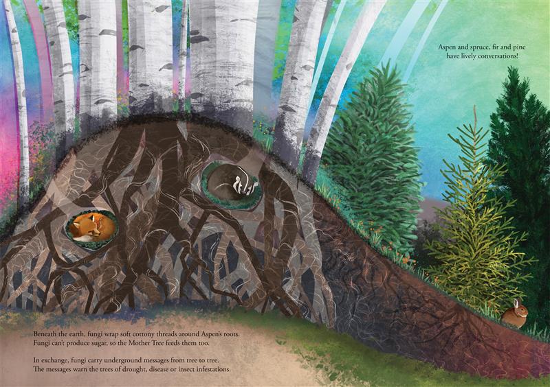  An aspen grows on top of a hill. We can see the cross-section of the hill. Underground, the root network grows with thin threads of fungi wrapped around the roots. A fox sleeps curled up in an underground den. A badger sleeps in another den. The hill slopes down where spruce, fir and pine trees grow. Their roots grow intertwined with the aspen roots. A brown rabbit sits at the bottom of the hill. The text talks about the fungi wrapping around the roots, carrying messages from tree to tree. 