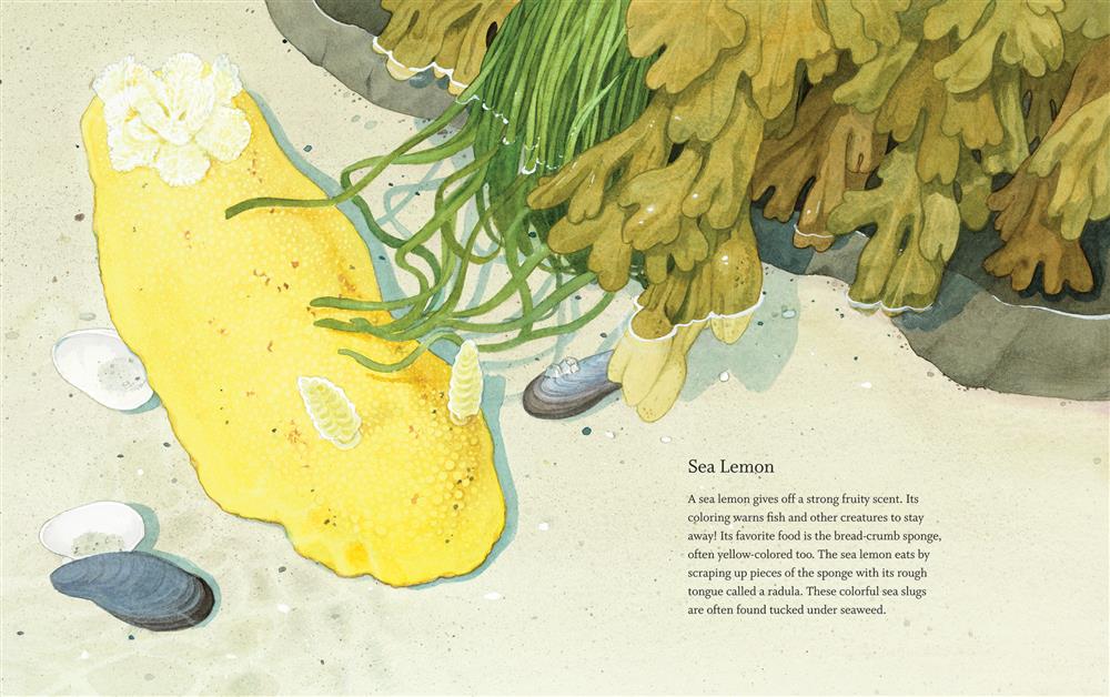  West Coast Wild at Low Tide 