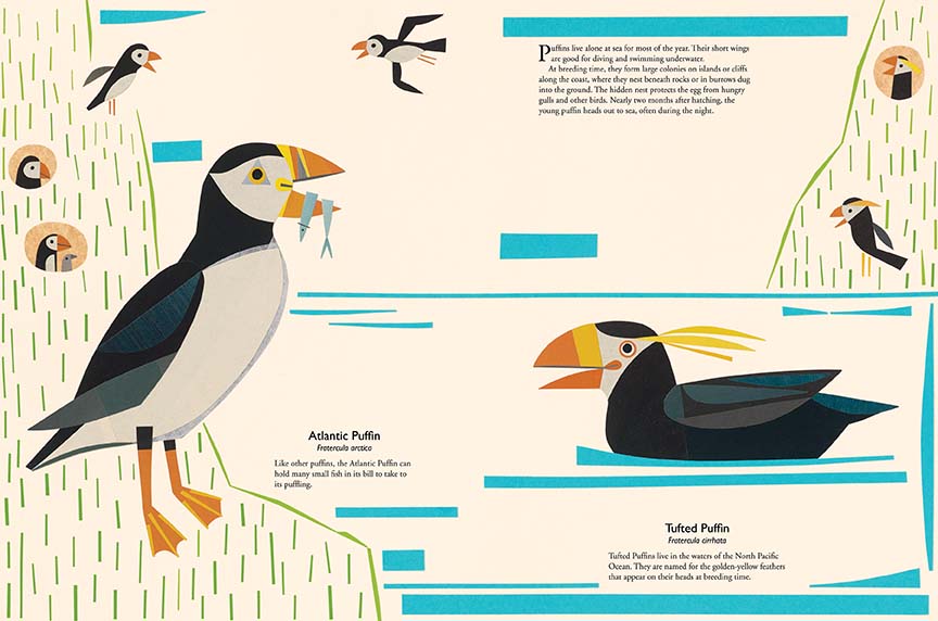  A black and white puffin is by water with two fish in its bill. Puffins are flying and in holes in the ground. Text: Atlantic Puffin. Fratercula artica. Like other puffins, the Atlantic Puffin can hold many fish in its bill to take to its puffling. A puffin with yellow feathers on its head and a black body swims. Text: Tufted Puffin. Fratercula cirrhata. Tufted Puffins live in the waters of the North Pacific Ocean. They are named for the golden-yellow feathers that appear on their heads at breeding time. 