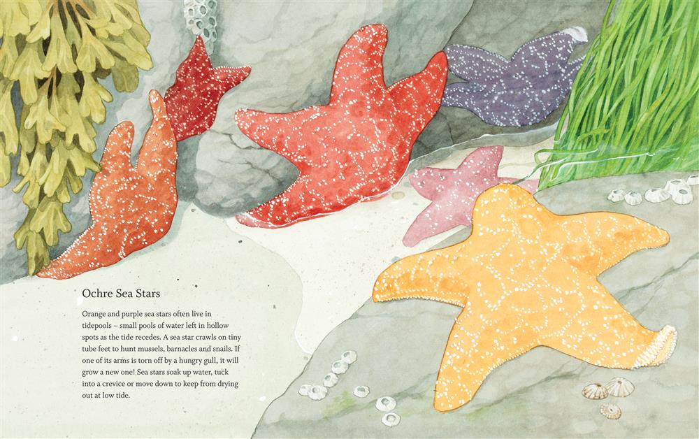  West Coast Wild at Low Tide 