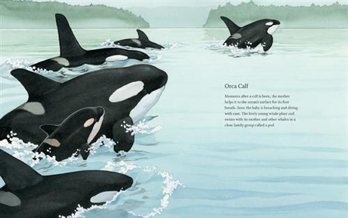  The ocean is calm and blue. A forest of trees is in the background. Six orca whales have their heads above the water. One of the orcas is a small calf. Text: Orca Calf. Moments after a calf is born, the mother helps it to the ocean’s surface for its first breath. Soon the baby is breaching and diving with ease. The lively young whale plays and swims with its mother and other whales in a close family group called a pod. 