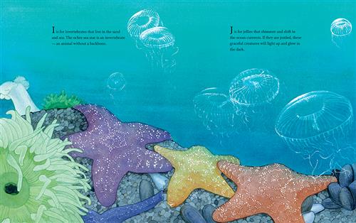  Underwater is a rocky area. Starfish that are purple, yellow, red, and blue lay on small rocks. Oysters are bunched together beside them. A few green sea anemones are on the rocks as well. In the water are lots of clear jellyfish. Text: I is for invertebrates that live in the sand and sea. The ochre sea star is an invertebrate—an animal without a backbone. J is for jellies that shimmer and shift in the ocean currents. If they are jostled, these graceful creatures will light up and glow in the dark. 