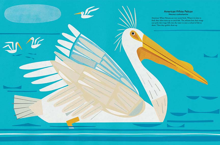  A white pelican with a long yellow beak floats on blue water. Behind it are three other pelicans. Text: American White Pelican. Pelecanus erythrorhynchos. American White Pelicans are very social birds. When it is time to feed, they often team up to catch fish. The pelicans beat their wings and poke their large bills into the water to steer a school of fish to shore. Then they gobble them up. 