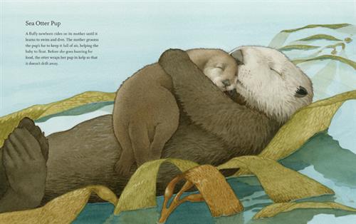  Seaweed reaches up onto the surface of blue water. In the middle of the seaweed is a sea otter lying on its back. In its arms is a smaller sea otter lying on its stomach. Both have their eyes closed. Text: Sea Otter Pup. A fluffy newborn rides on its mother until it learns to swim and dive. The mother grooms the pup’s fur to keep it full of air, helping the baby to float. Before she goes hunting for food, the otter wraps her pup in kelp so that it doesn’t drift away. 