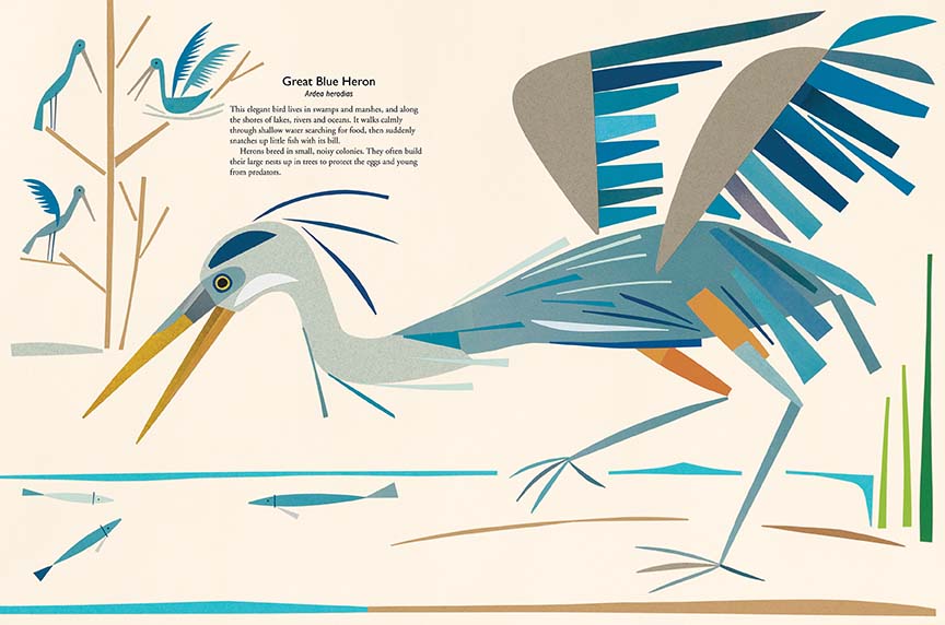  A blue heron has one foot up in a stream. It bends its head toward fish in the water. Three other herons are in a bare tree. Text: Great Blue Heron. Ardea Herodias. This elegant bird lives in swamps and marshes, and along the shores of lakes, rivers and oceans. It walks calmly through shallow water searching for food, then suddenly snatches up little fish with its bill. Herons breed in small, noisy colonies. They often build their large nests up in trees to protect the eggs and young from predators. 