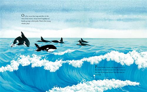  Waves crash on top of one another on the open water. The water is bright blue. Orcas play and jump on the surface of the water. Text: O is for orcas that leap and dive in the west coast waves. Orcas travel together in family groups called pods. Watch the young whales play! P is for Pacific Ocean, the biggest ocean in the world. Its waters teem with life. Listen to the roar of the great waves. Feel the mist on your face. 