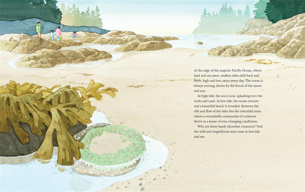  West Coast Wild at Low Tide 